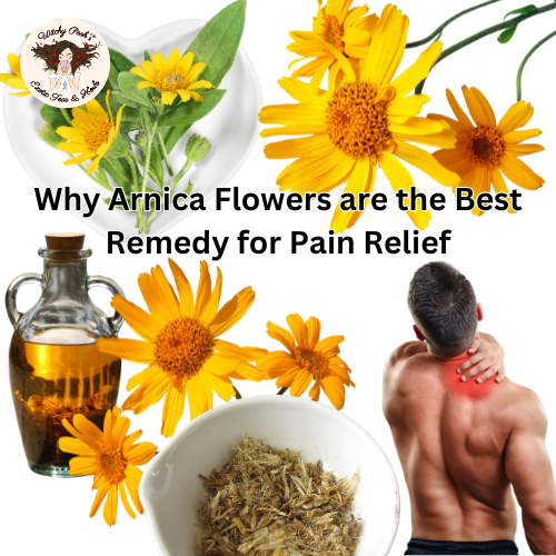 Why Arnica Flowers are the Best Remedy for Pain Relief