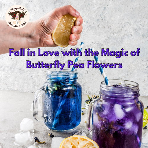 Fall in Love with the Magic of Butterfly Pea Flowers