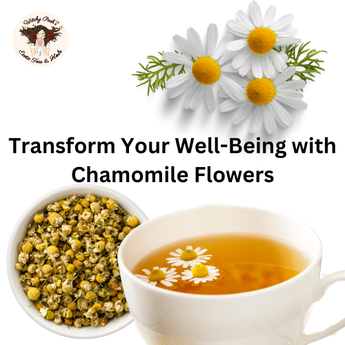 Transform Your Well-Being and Rest Well with Chamomile Flowers