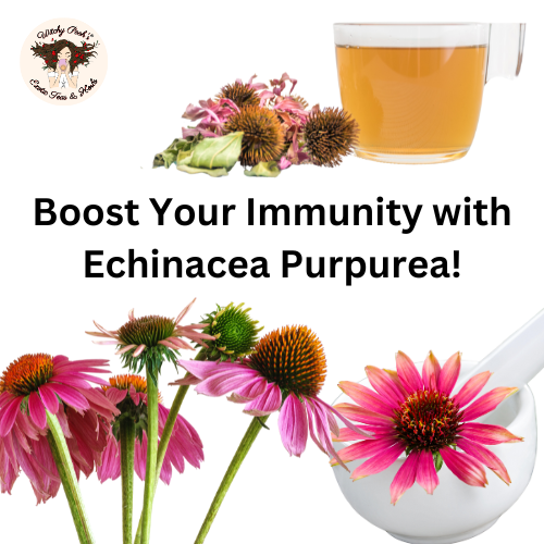 Boost Your Immunity with Echinacea Purpurea!