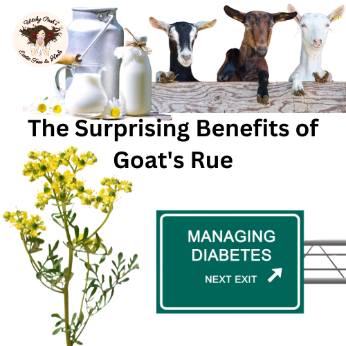 The Surprising Benefits of Goat's Rue