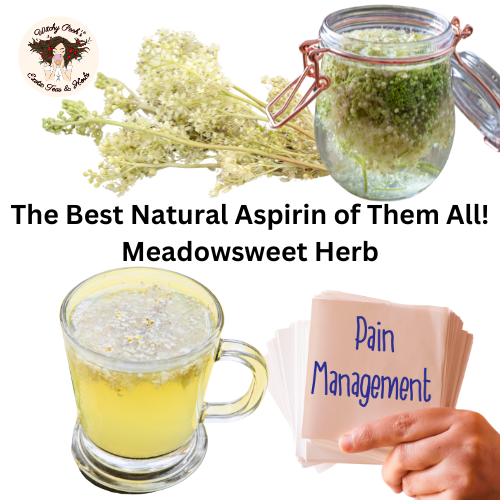 The Best Natural Aspirin of Them All! Meadowsweet Herb