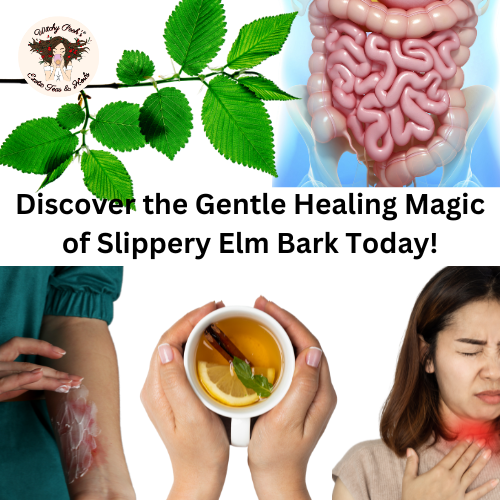 Discover the Gentle Healing Magic of Slippery Elm Bark Today!