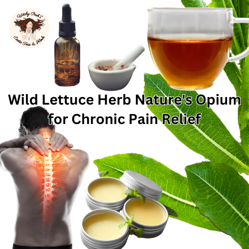 Wild Lettuce Herb Nature's Opium for Chronic Pain Relief