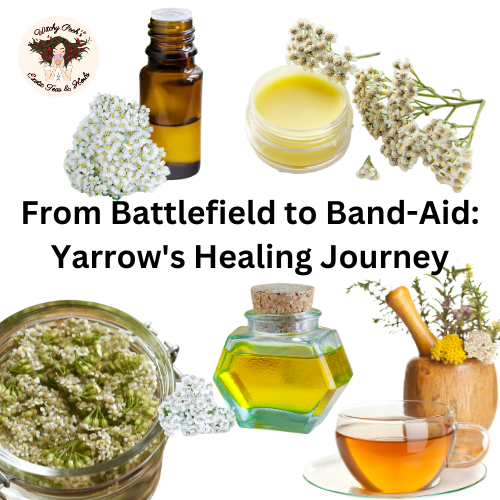 From Battlefield to Band-Aid: Yarrow's Healing Journey