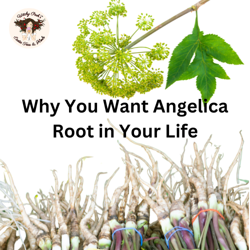 Why You Want Angelica Root in Your Life