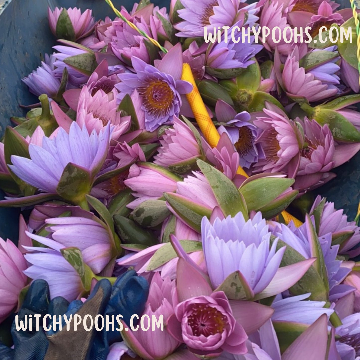 Witchy Pooh's Lotus Flowers, Whole Flowers Blue and Yellow For Tea, Sleep Aid and Enlightenment Rituals