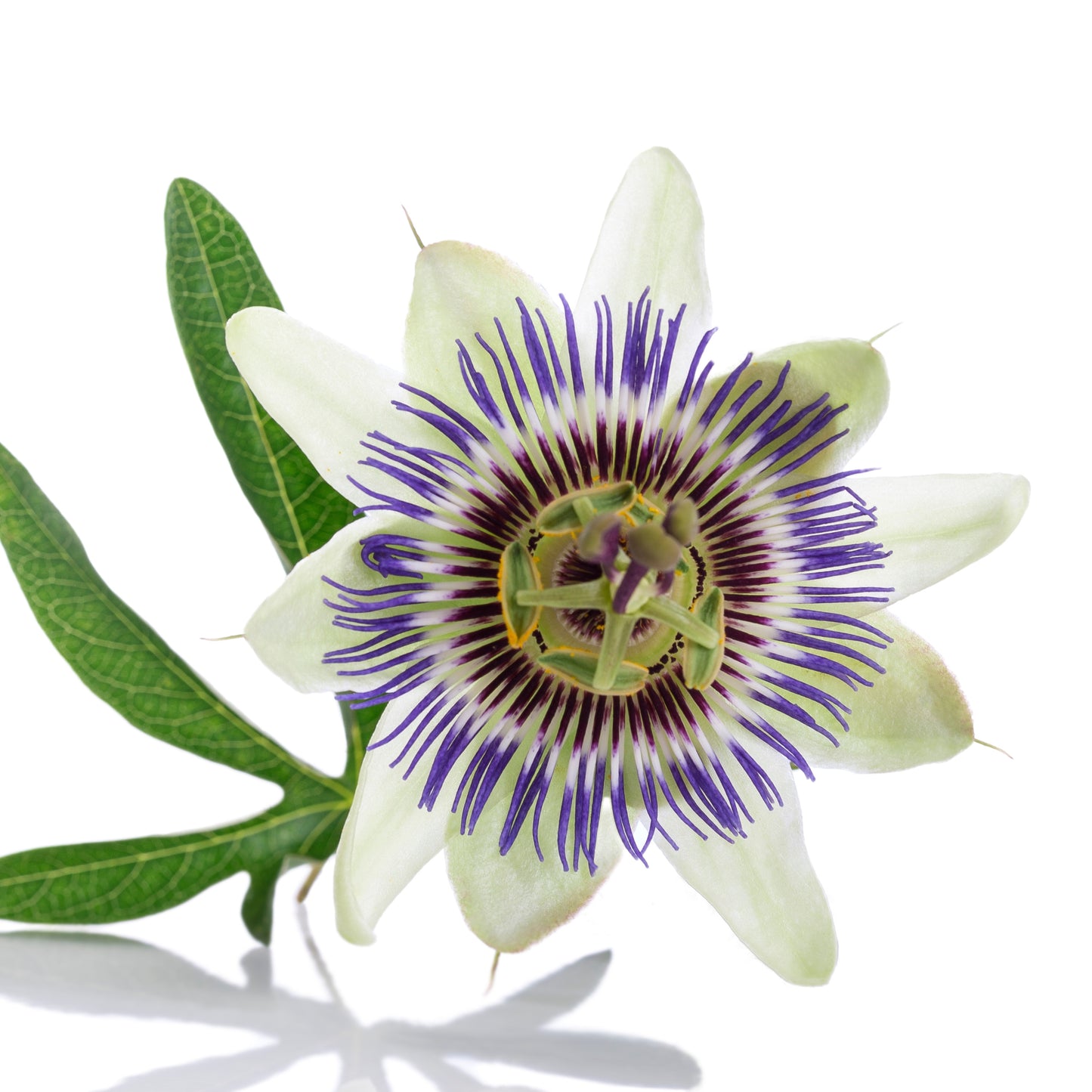 Witchy Pooh's Passion Flower Herb for Calmness, Love and Prosperity