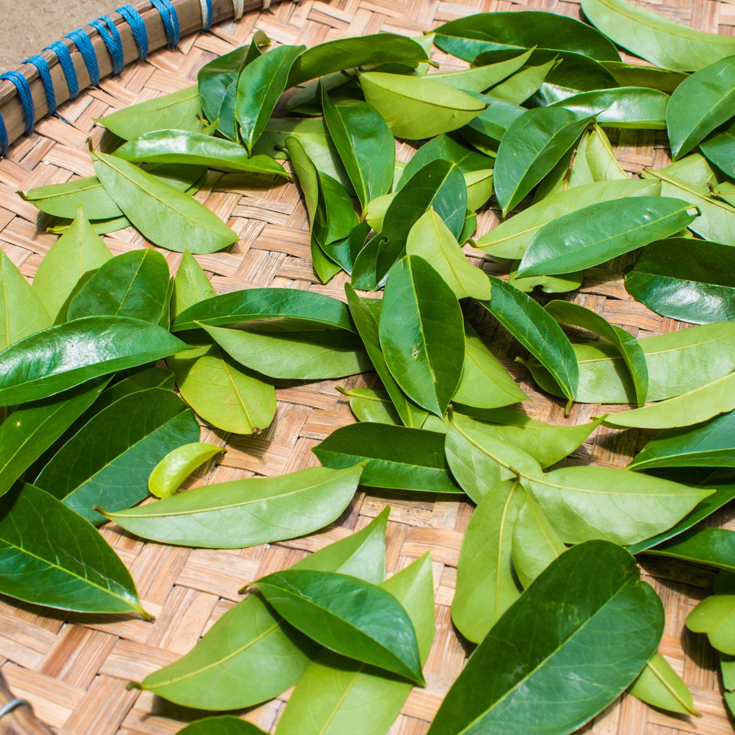 Witchy Pooh's Soursop Whole Tea Leaves for Holistic Use and Rituals