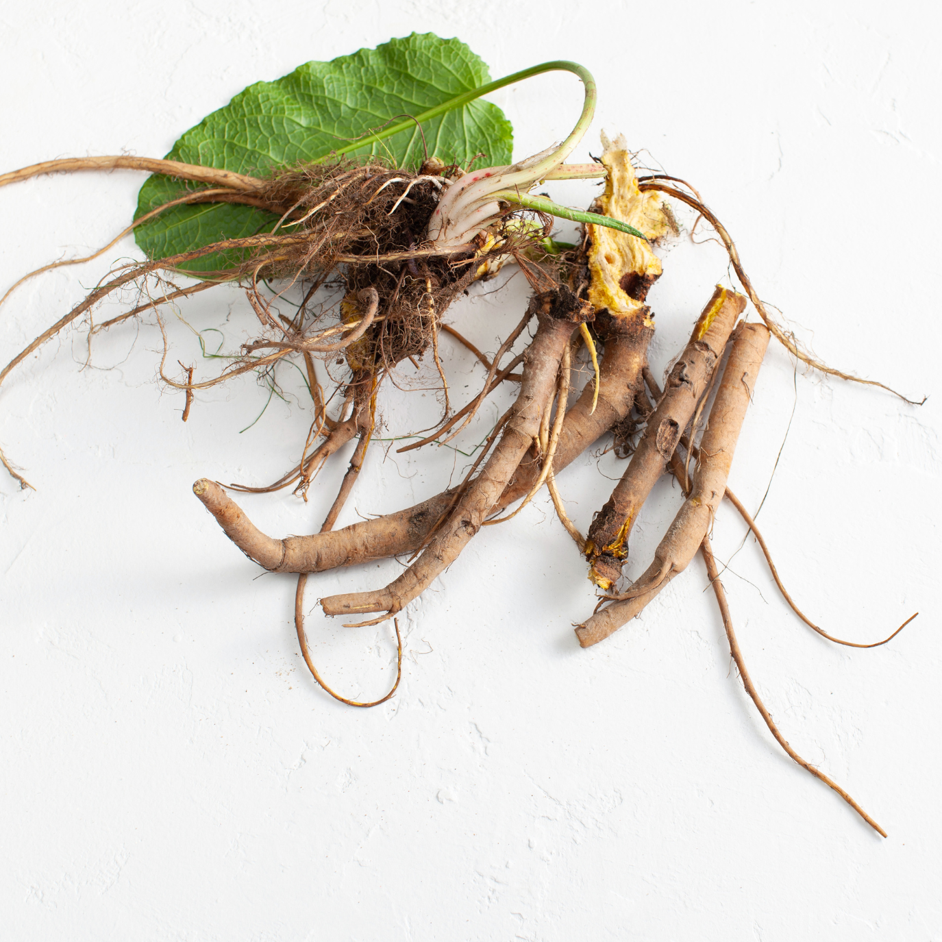 Witchy Pooh's Yellow Dock Root For Blood Purification, Smudging For Ritual to Release Past Traumas