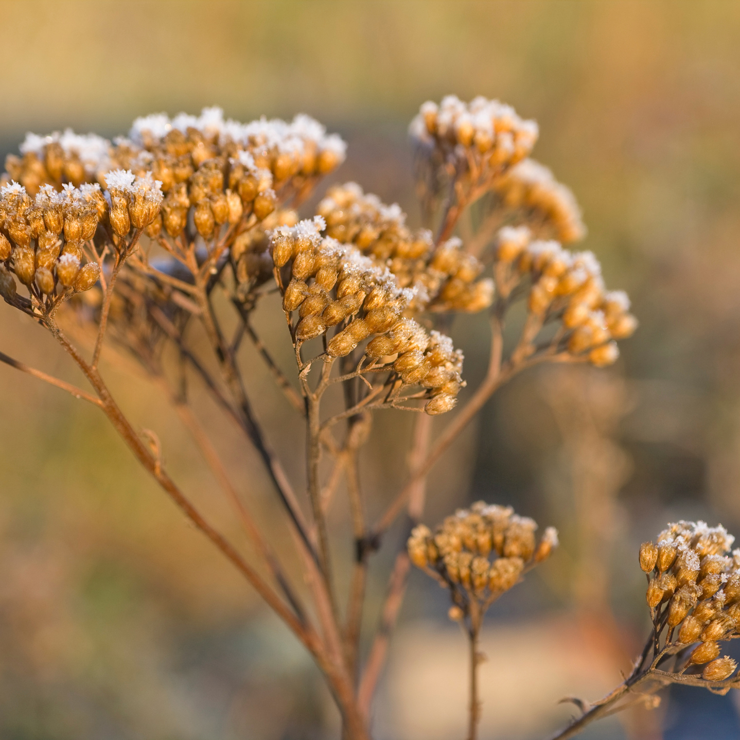 Witchy Pooh's Yarrow Flowers Herb For Topical Wound Healing, Heighten Senses for Ritual and Intuition