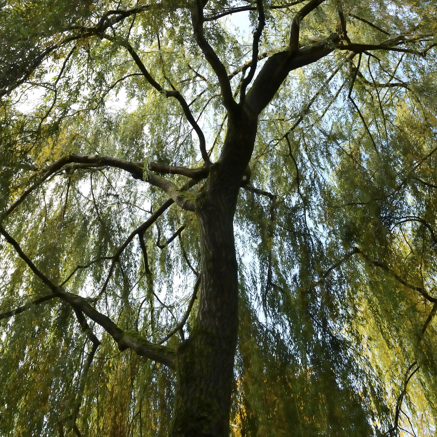 Witchy Pooh's White Willow Bark an Ancient Ally for Spiritual Exploration and Harmony