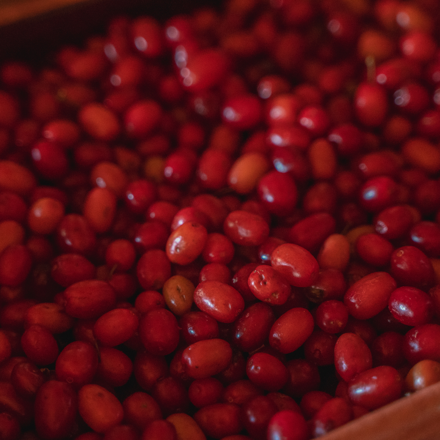 Witchy Pooh's Hawthorn Berries For Rituals to Guide The Deceased to the Afterlife and Connection to the Fairy Realm