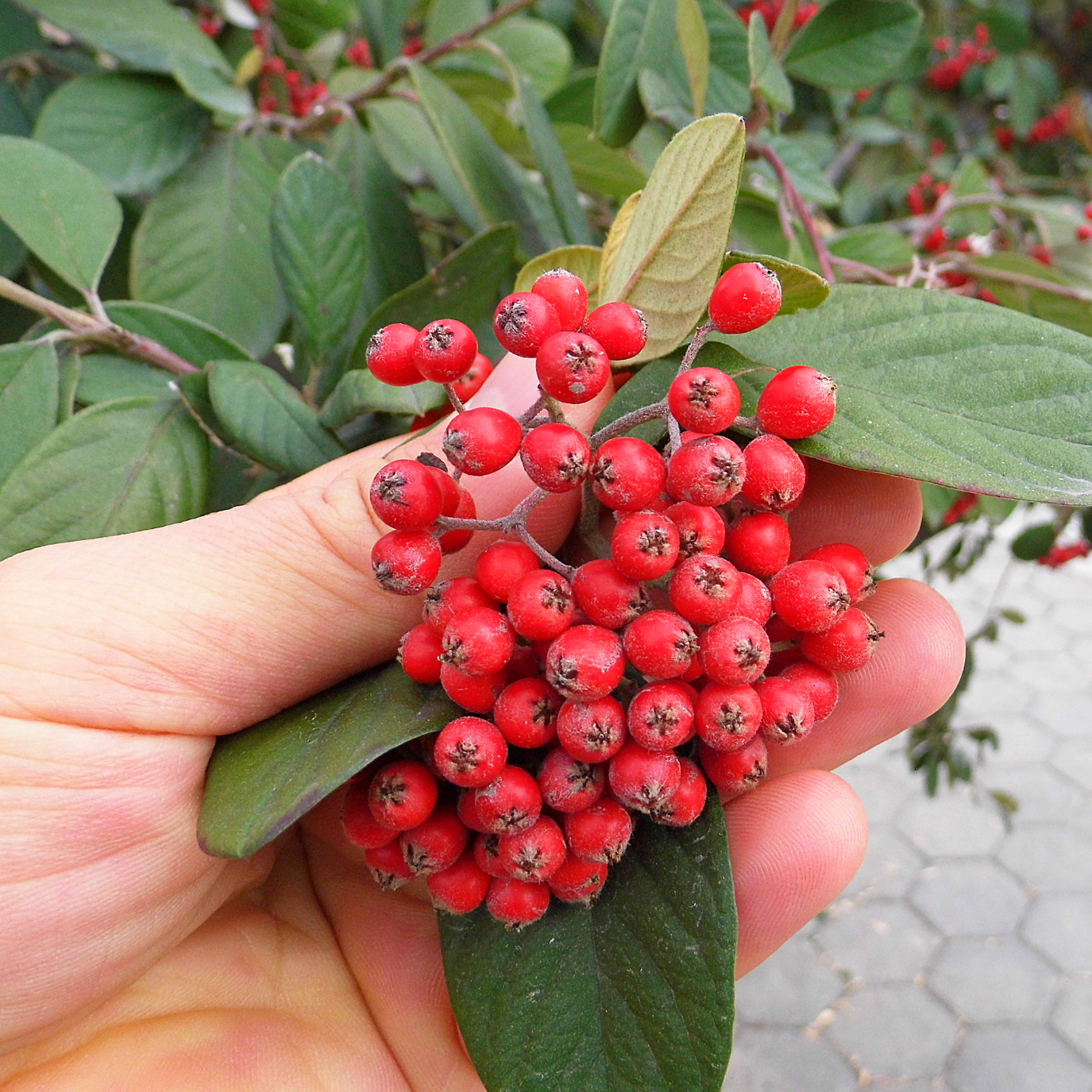 Witchy Pooh's Hawthorn Berries For Rituals to Guide The Deceased to the Afterlife and Connection to the Fairy Realm