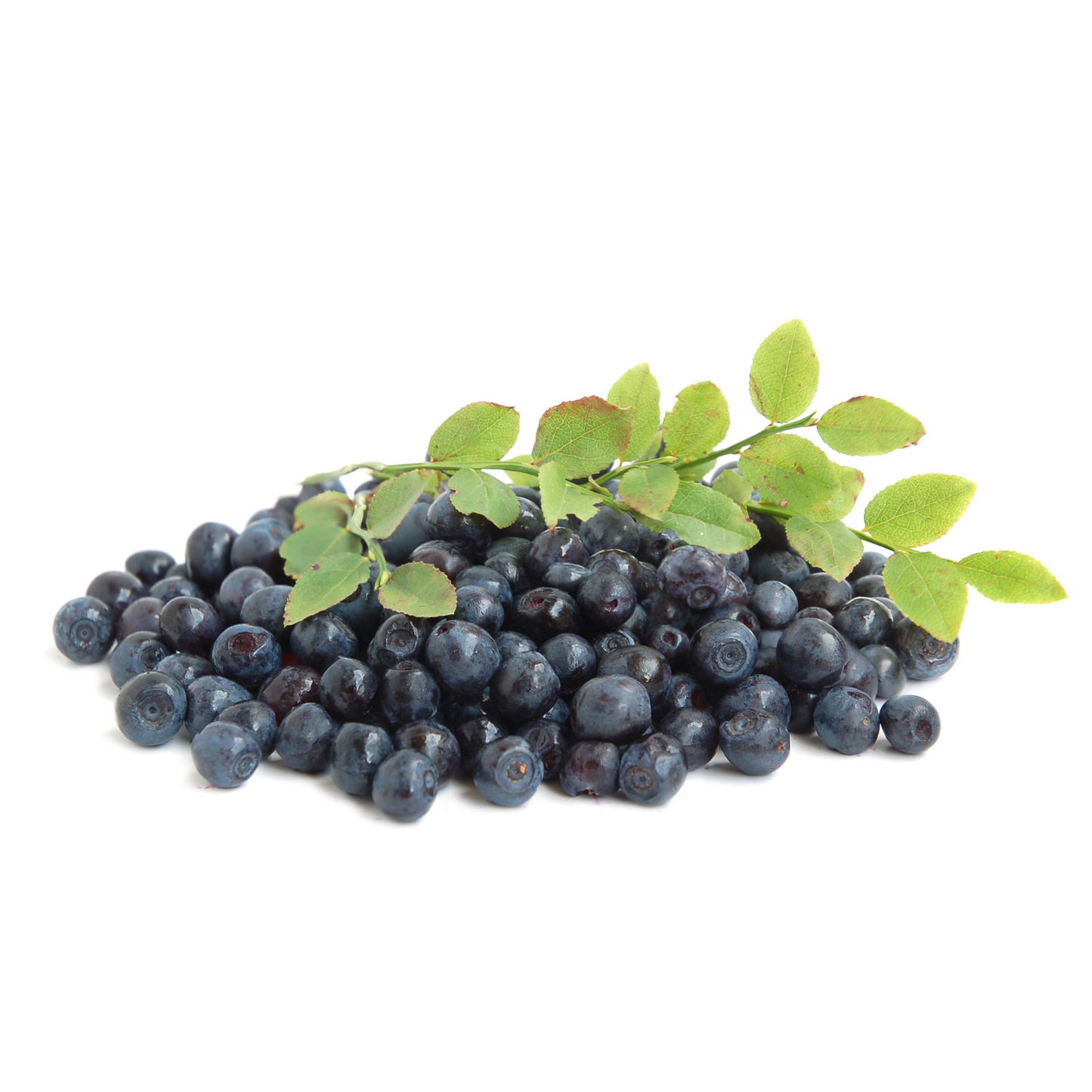 Witchy Pooh's Bilberry Fruit Whole Soft and Chewy Berry Snack, Exotic Berries Great for Trail Mix