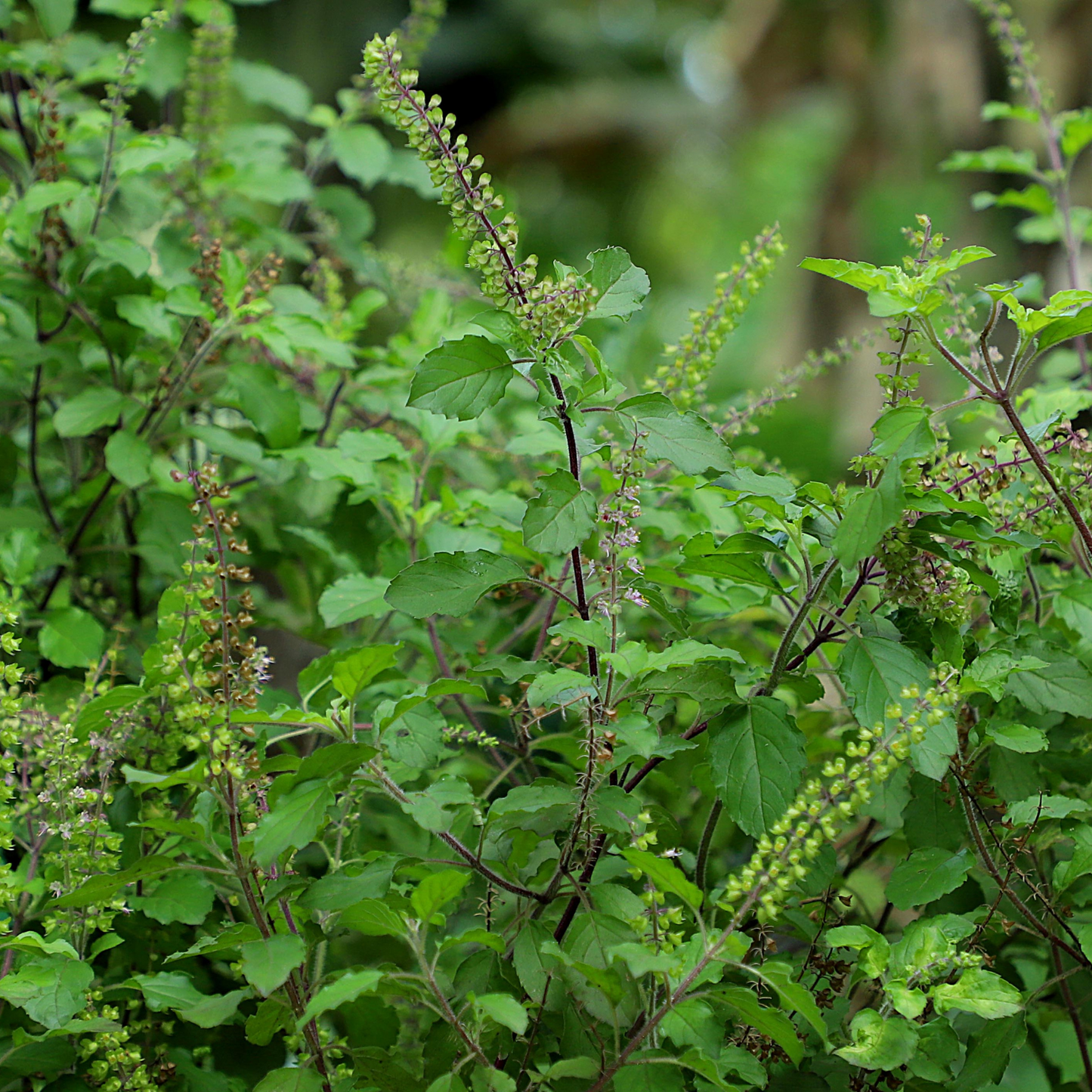 Witchy Pooh's Holy Basil Herb for Balance of Body Mind and Spirit