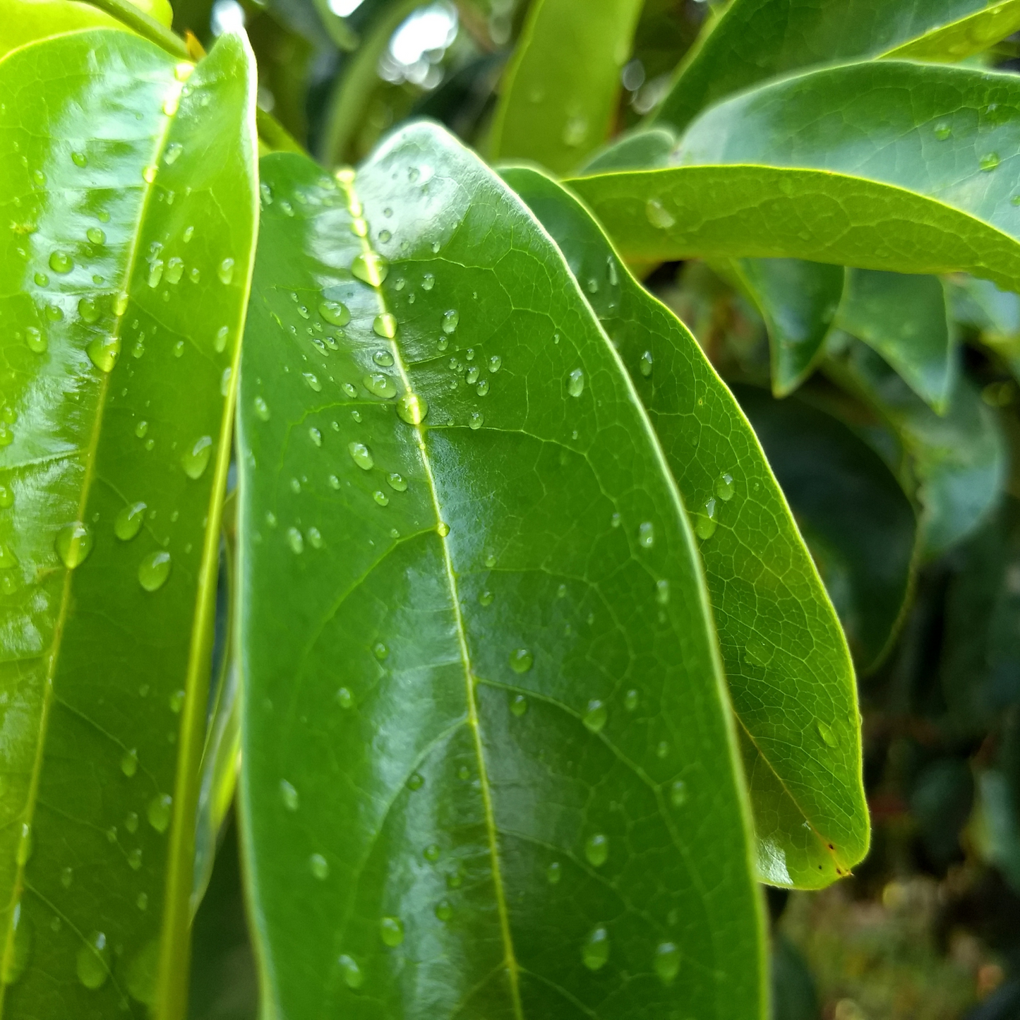 Witchy Pooh's Soursop Whole Tea Leaves for Holistic Use and Rituals