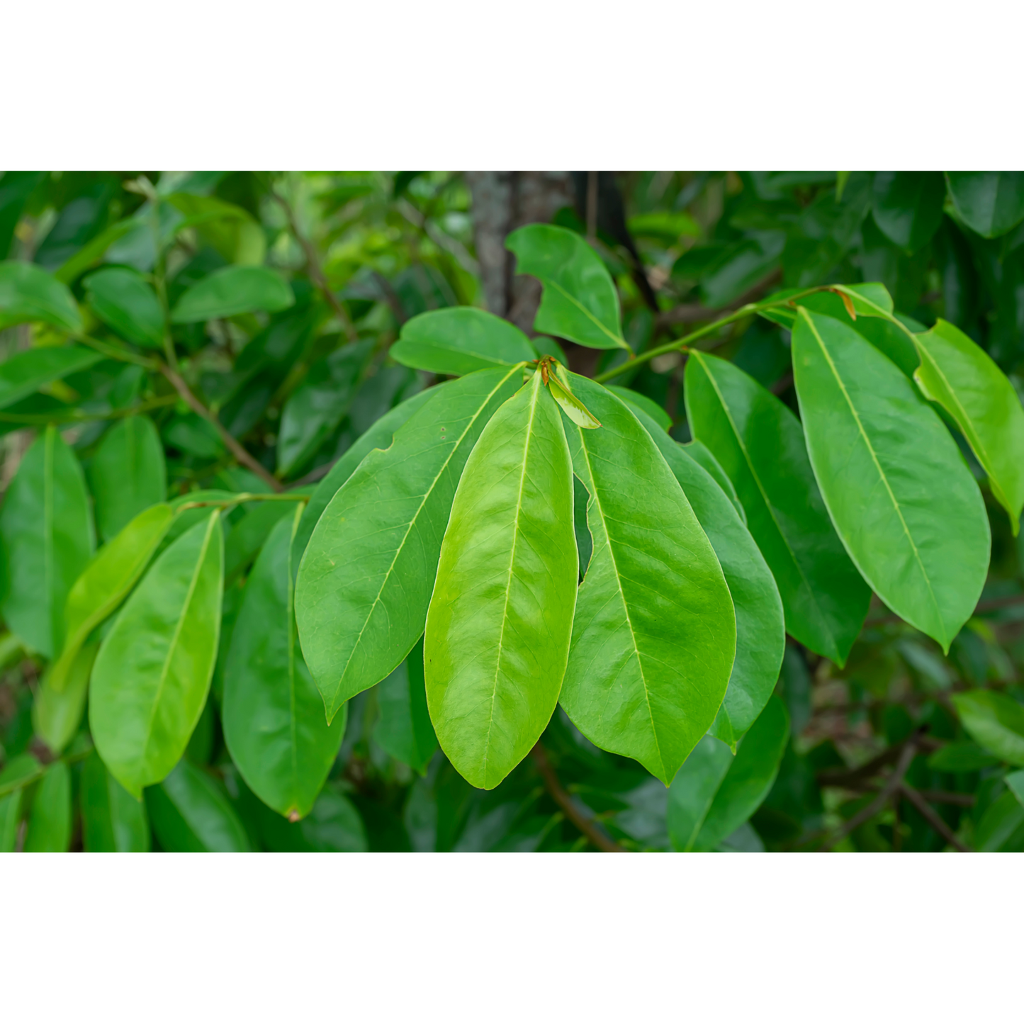 Witchy Pooh's Soursop Whole Tea Leaves for Holistic Use and Rituals