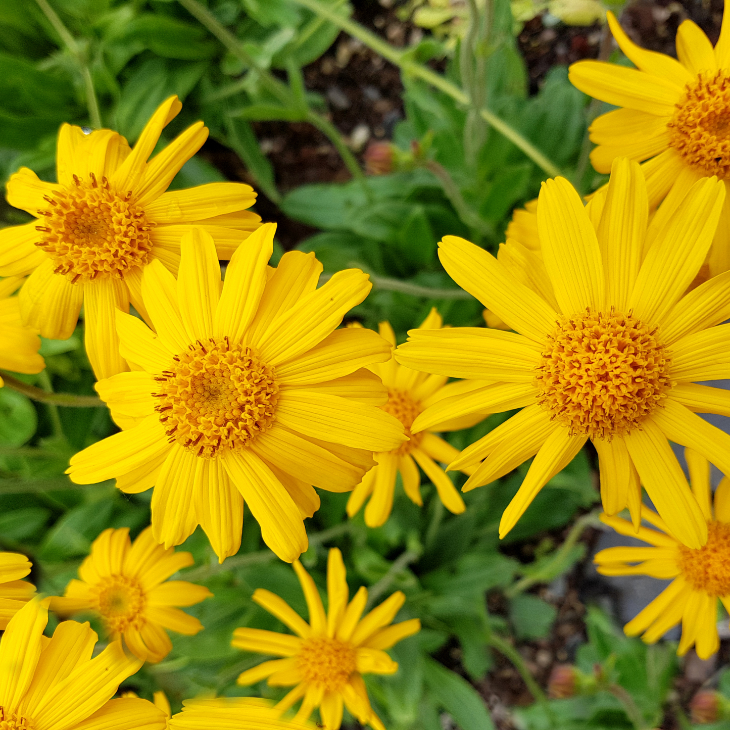 Witchy Pooh's Arnica Flowers for Topical Pain Relief