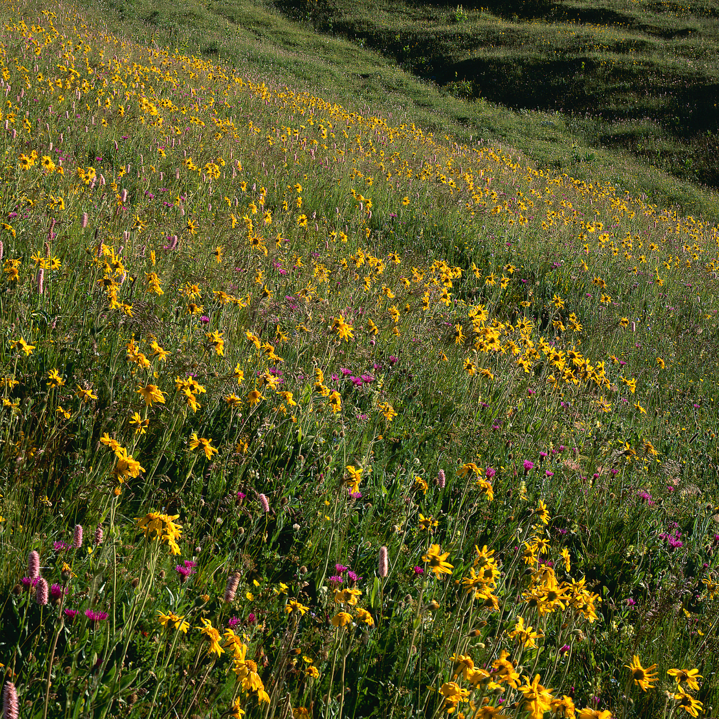 Witchy Pooh's Arnica Flowers for Topical Pain Relief