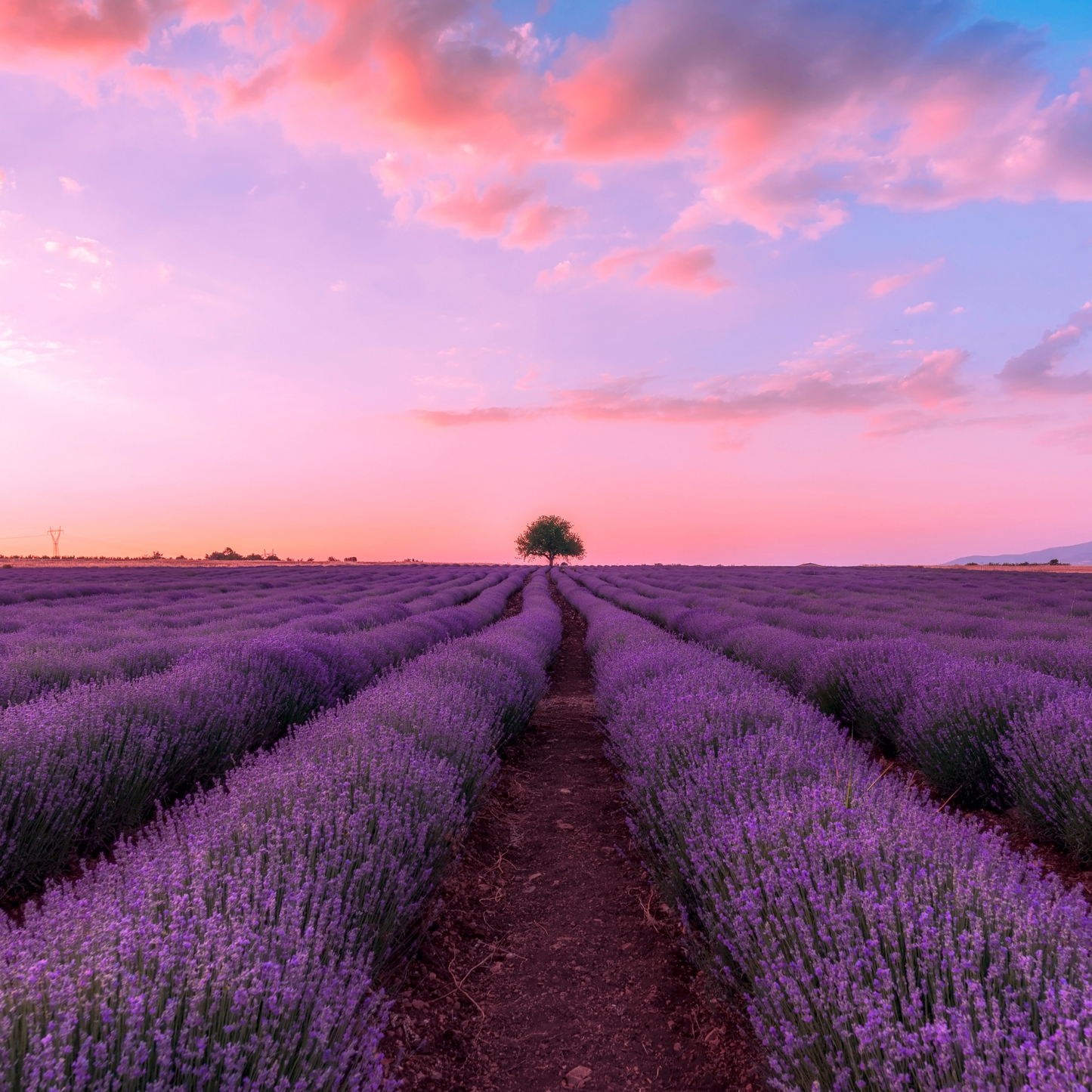 Witchy Pooh's Lavender Flowers for Simmer Pots, Cooking, Crafting, Tea, Relaxation and Sleep Aid