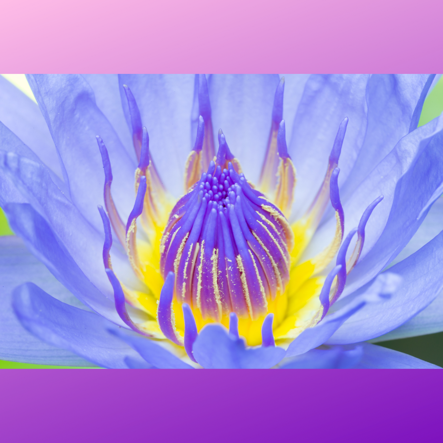 Witchy Pooh's Lotus Flowers, Whole Flowers Blue and Yellow For Tea, Sleep Aid and Enlightenment Rituals