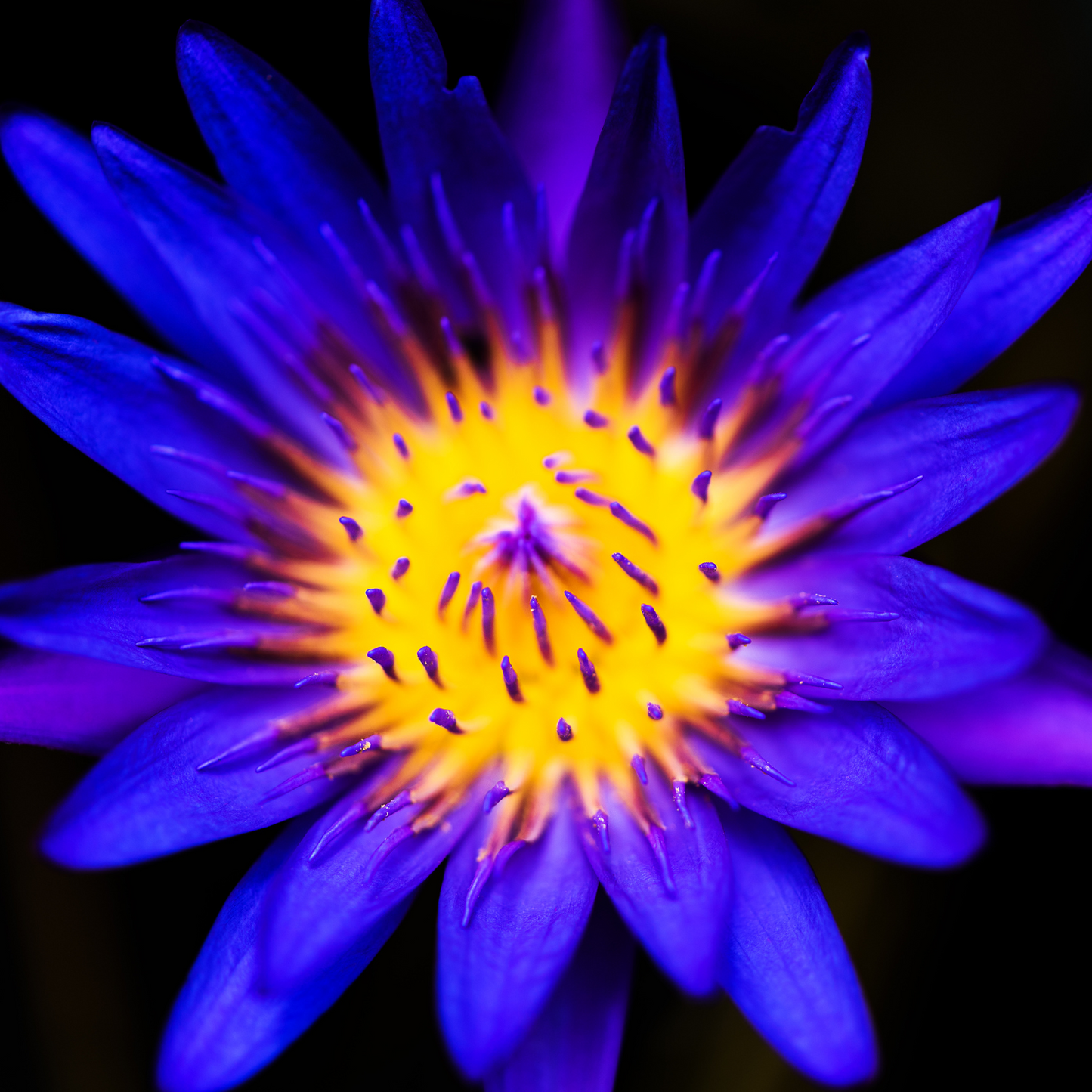 Witchy Pooh's Lotus Flowers, Whole Flowers Blue and Yellow For Tea, Sleep Aid and Enlightenment Rituals