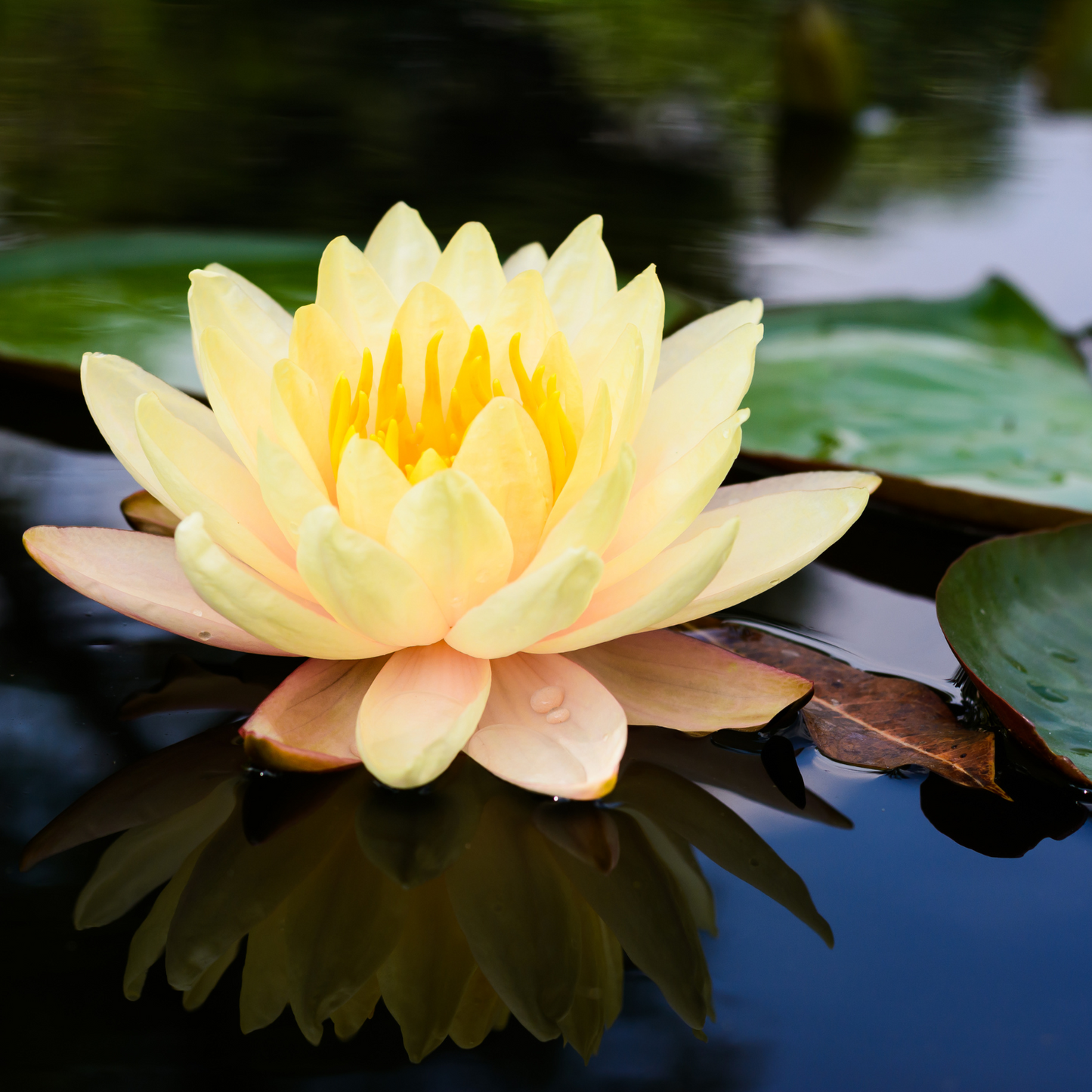 Witchy Pooh's Lotus Flowers, Whole Flowers Blue and Yellow For Tea, Sleep Aid and Enlightenment Rituals