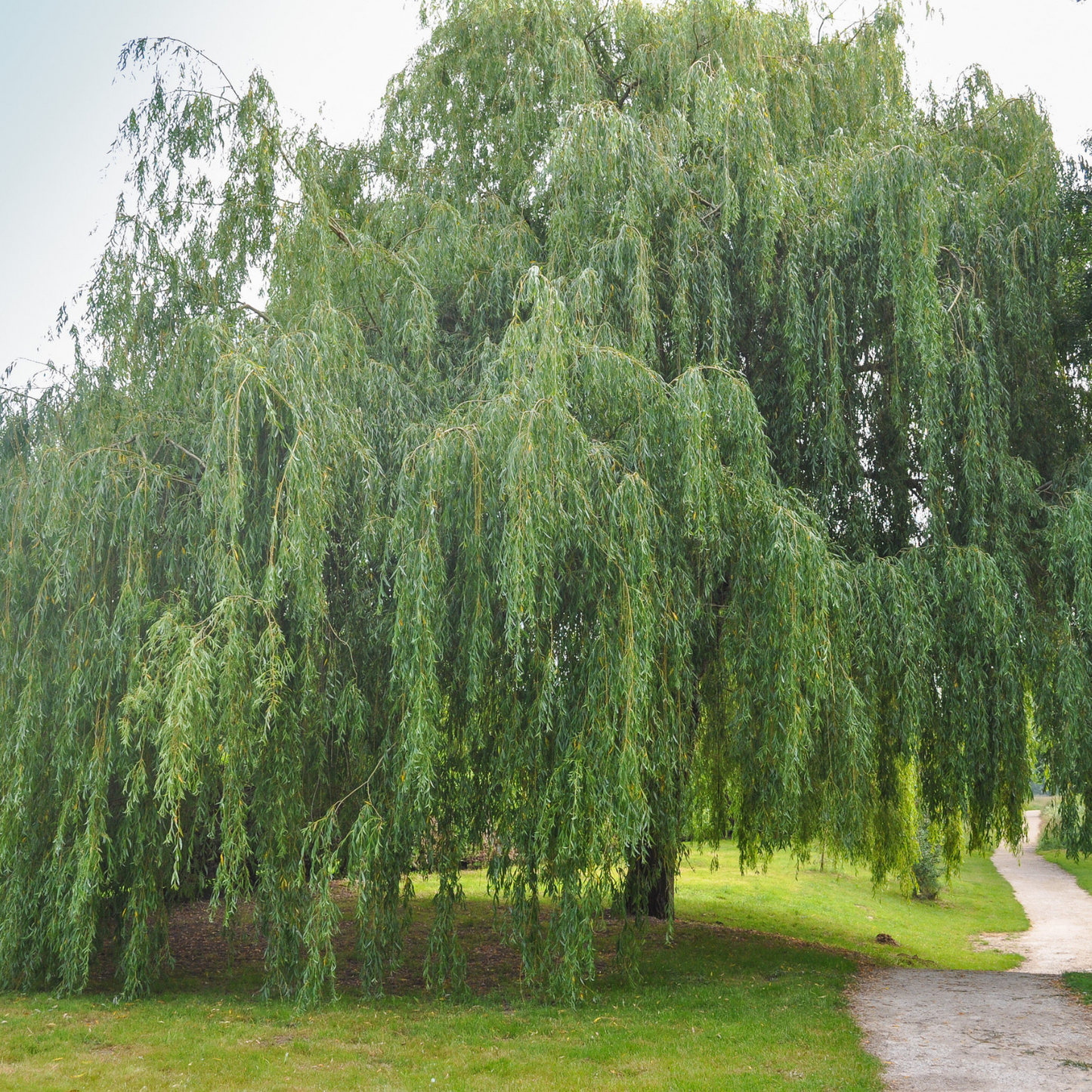 Witchy Pooh's White Willow Bark an Ancient Ally for Spiritual Exploration and Harmony