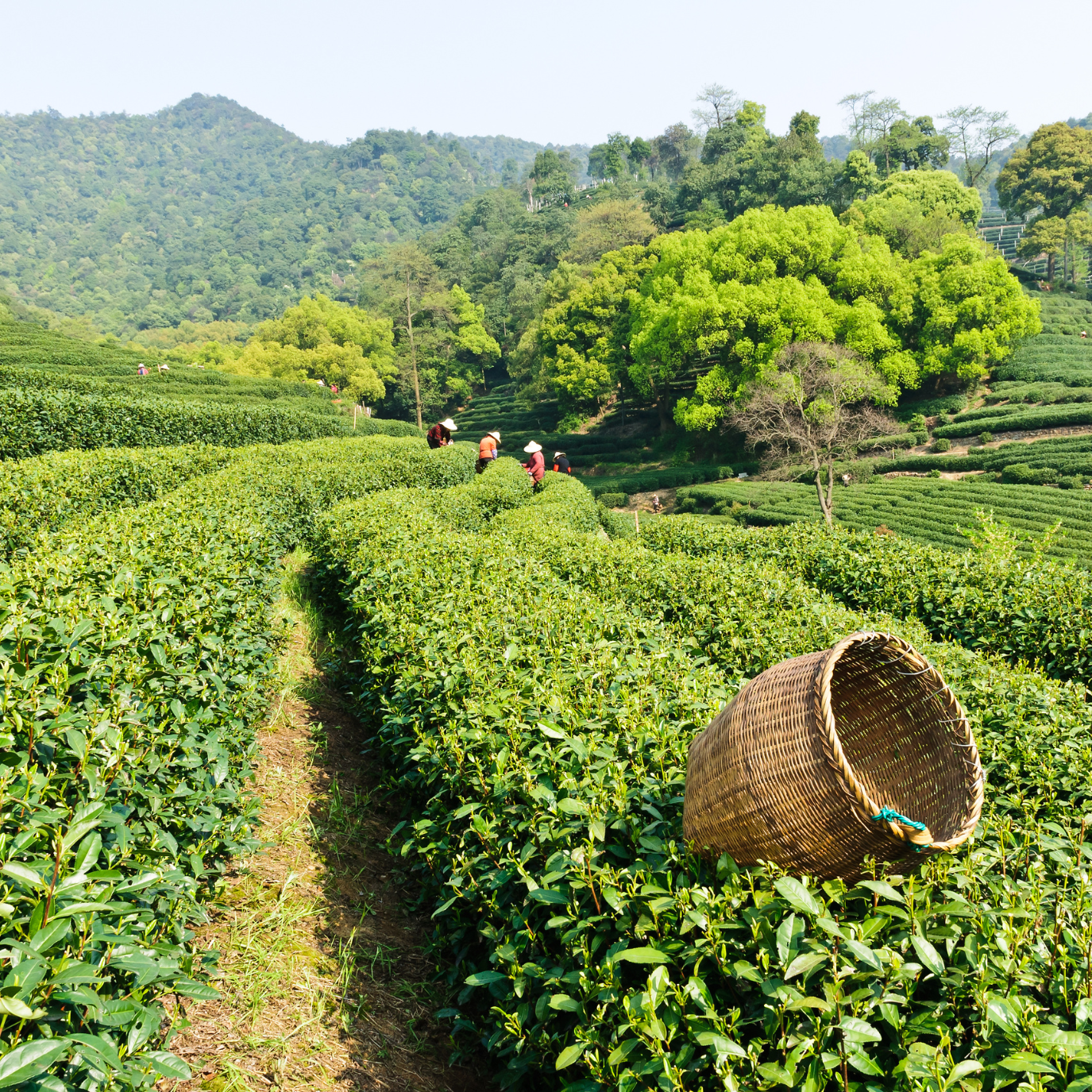 Witchy Pooh's Dragon Well Longjing Loose Leaf Green Tea for Monastic Rituals High Caffeine Equal to a Cup of Coffee