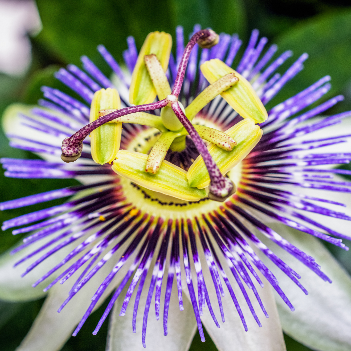 Witchy Pooh's Passion Flower Herb for Calmness, Love and Prosperity