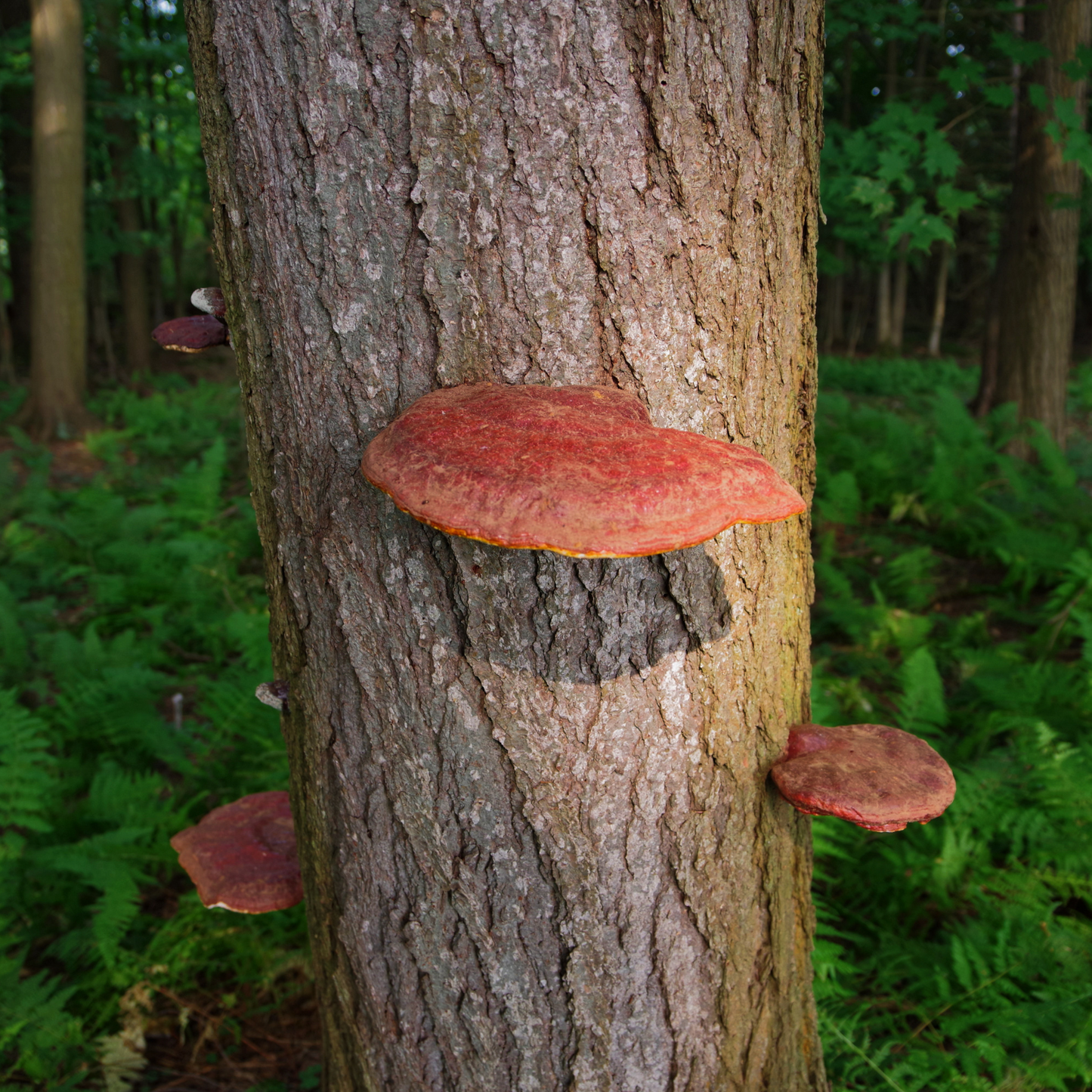 Witchy Pooh's Reishi Red Mushrooms Large Whole Mushrooms For Apoptogenic Properties, Cooking, Teas and Smoothies