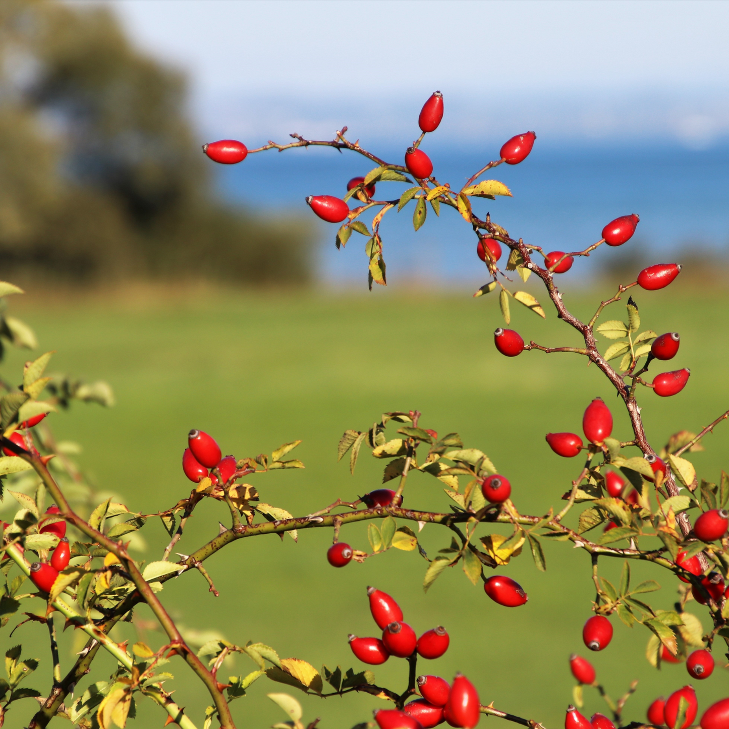 Witchy Pooh's Rose Hips Fruit Whole For Love Spells and Rituals, Simmer Pots, Tea and Cooking