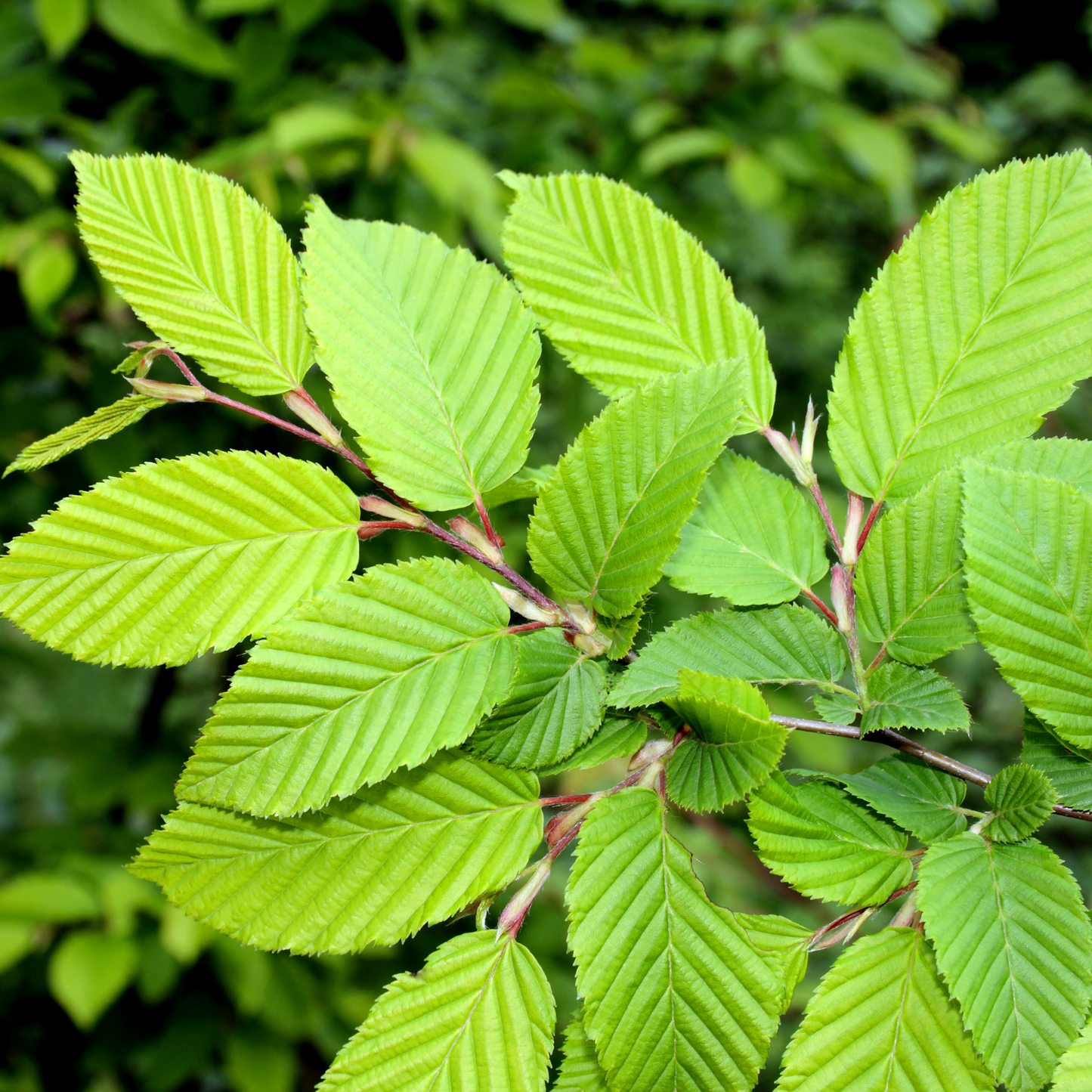 Witchy Pooh's Slippery Elm Bark For Ritual to Stop Rumor Spreading