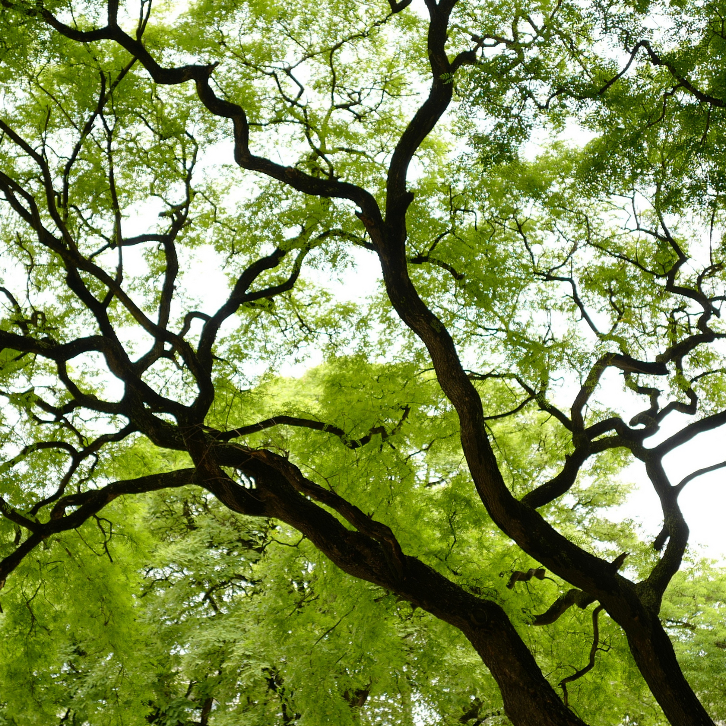 Witchy Pooh's Slippery Elm Bark For Ritual to Stop Rumor Spreading