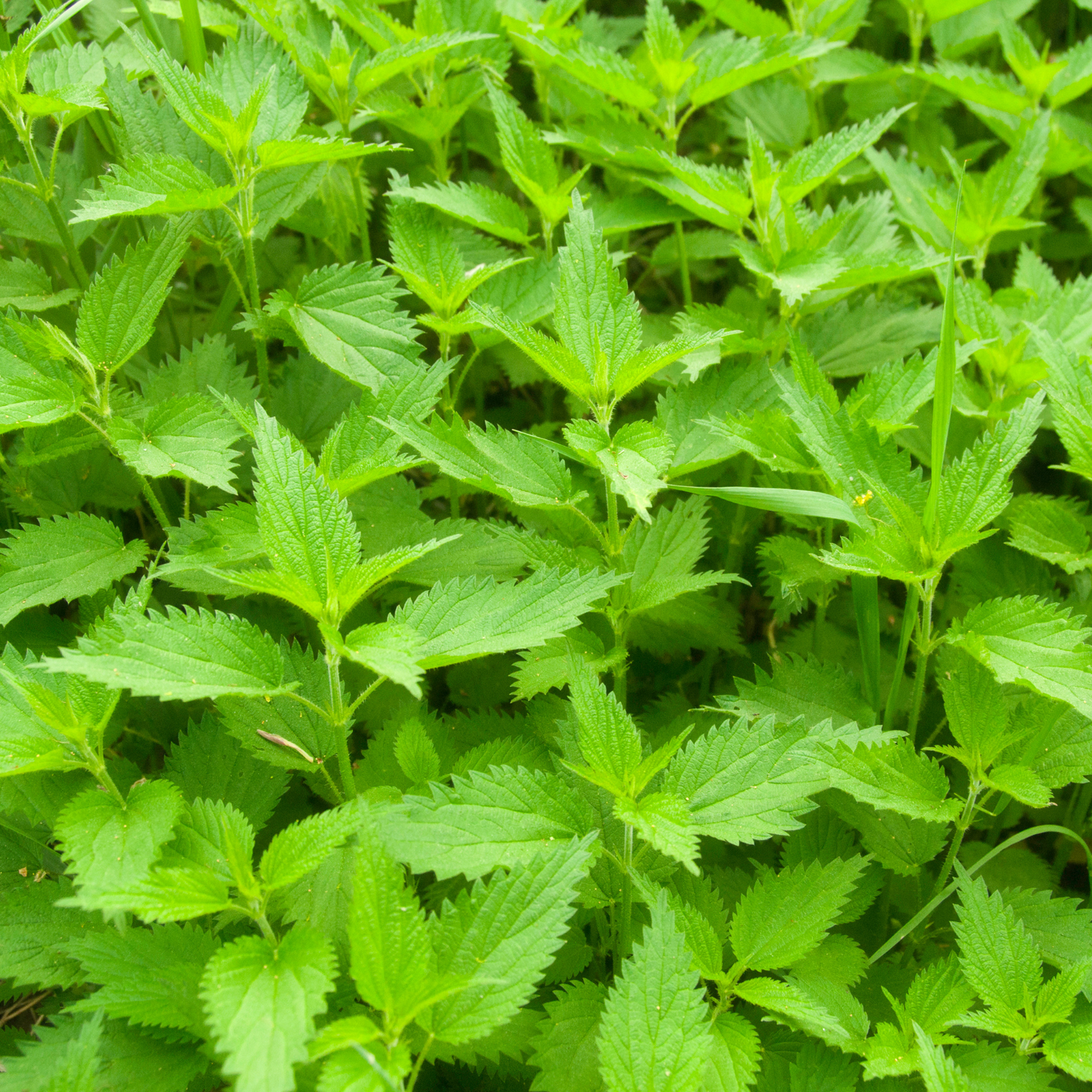 Witchy Pooh's Stinging Nettle Leaf Herb For Protection from Harm, Ward Off Evil, Reverse Curses