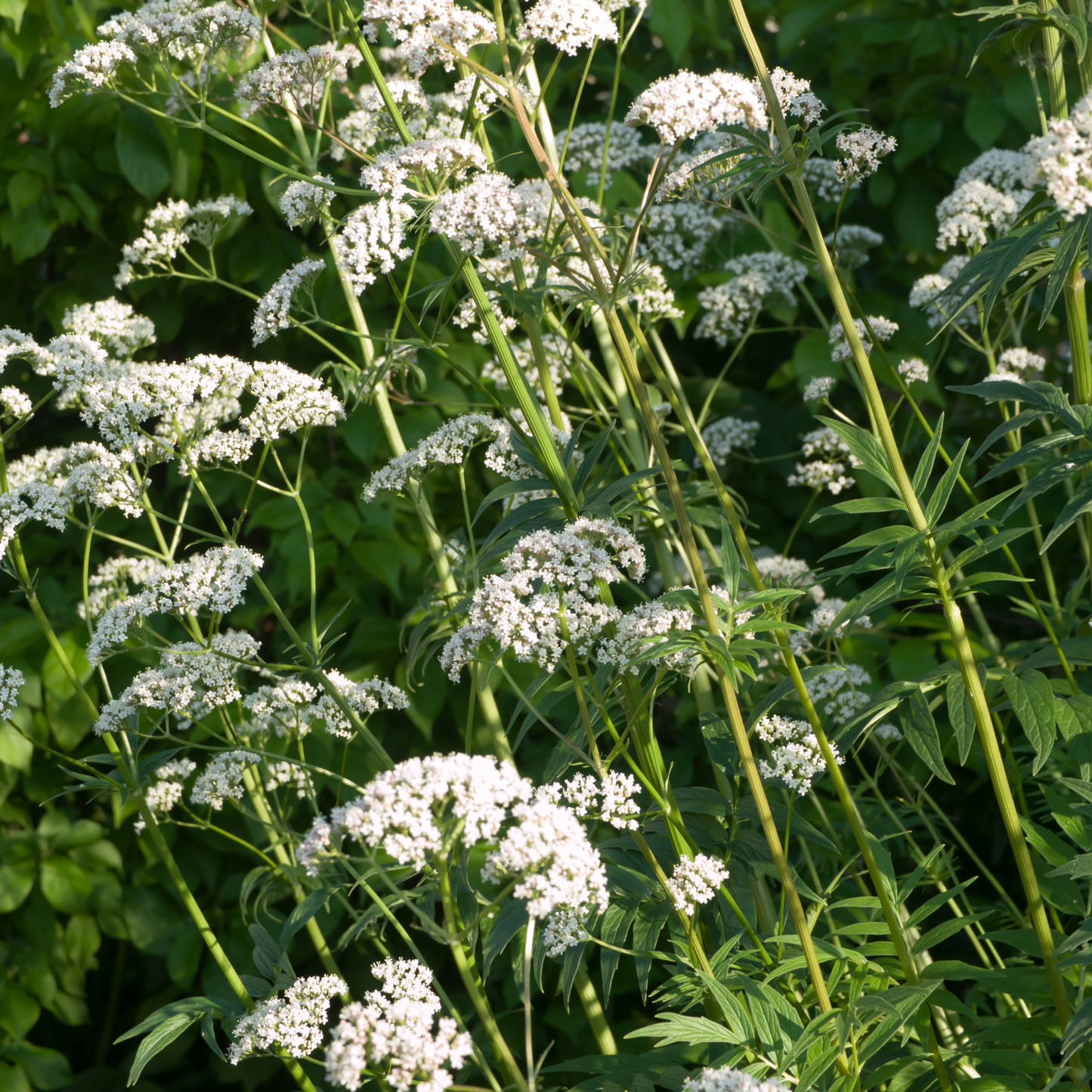 Witchy Pooh's Valerian Root - A Root of Mystery, Magic, and Spiritual Connection