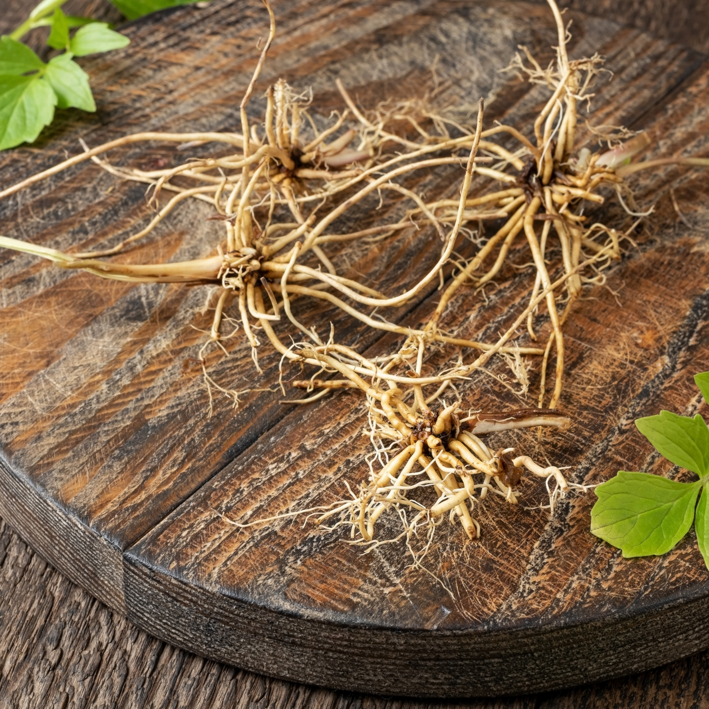 Witchy Pooh's Valerian Root - A Root of Mystery, Magic, and Spiritual Connection