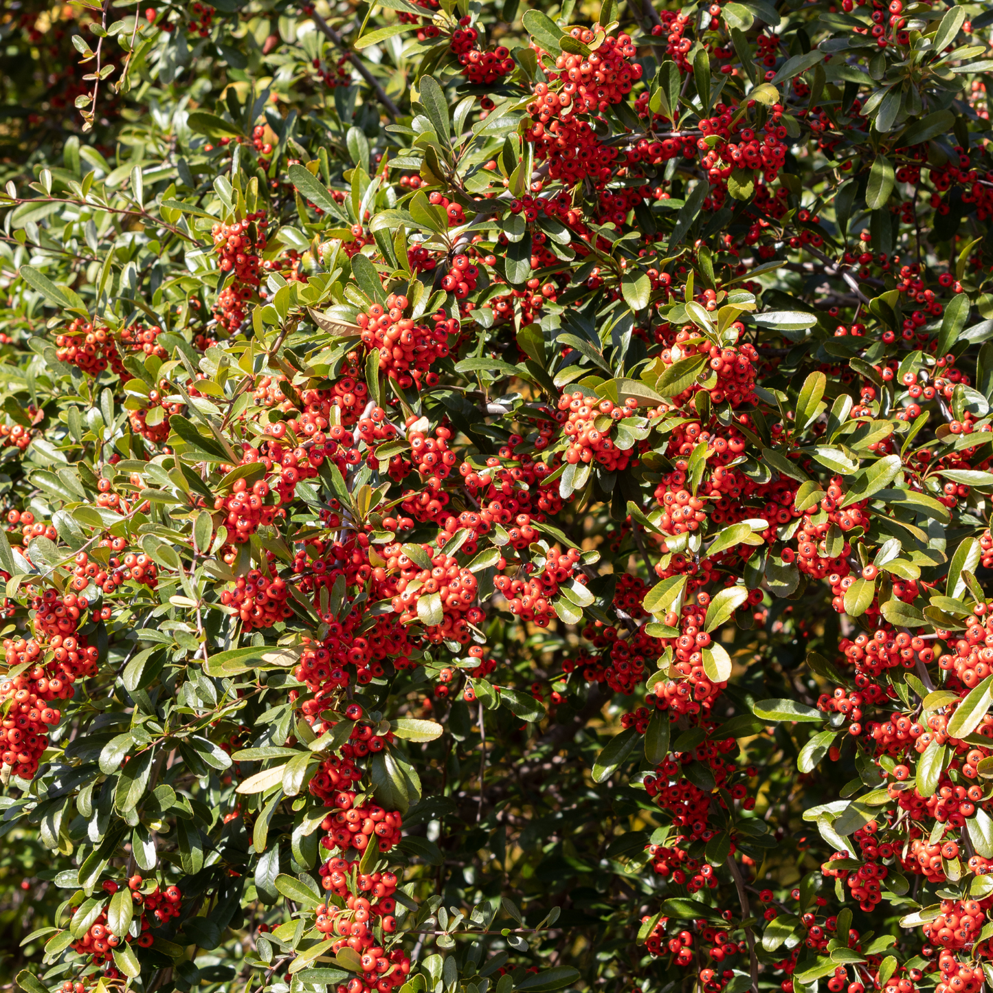 Witchy Pooh's Wolfberries, Goji Berries, Whole Soft and Chewy Berry Snacks, Trail Mix