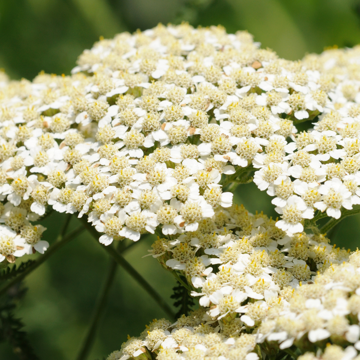 Witchy Pooh's Yarrow Flowers Herb For Topical Wound Healing, Heighten Senses for Ritual and Intuition