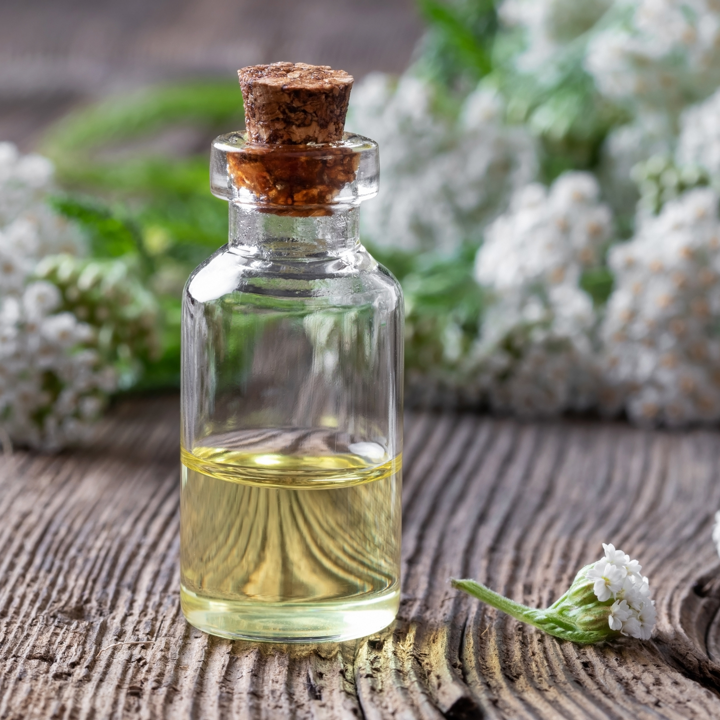 Witchy Pooh's Yarrow Flowers Herb For Topical Wound Healing, Heighten Senses for Ritual and Intuition