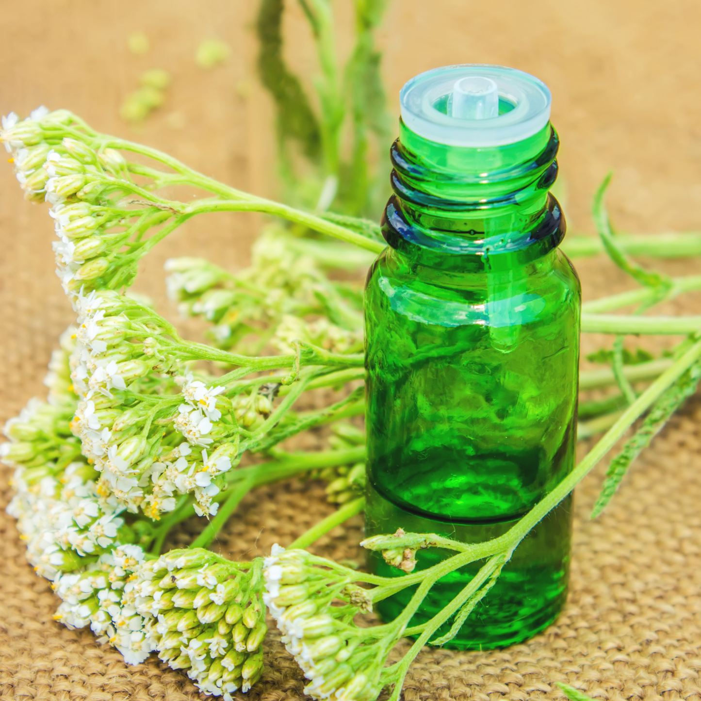 Witchy Pooh's Yarrow Flowers Herb For Topical Wound Healing, Heighten Senses for Ritual and Intuition