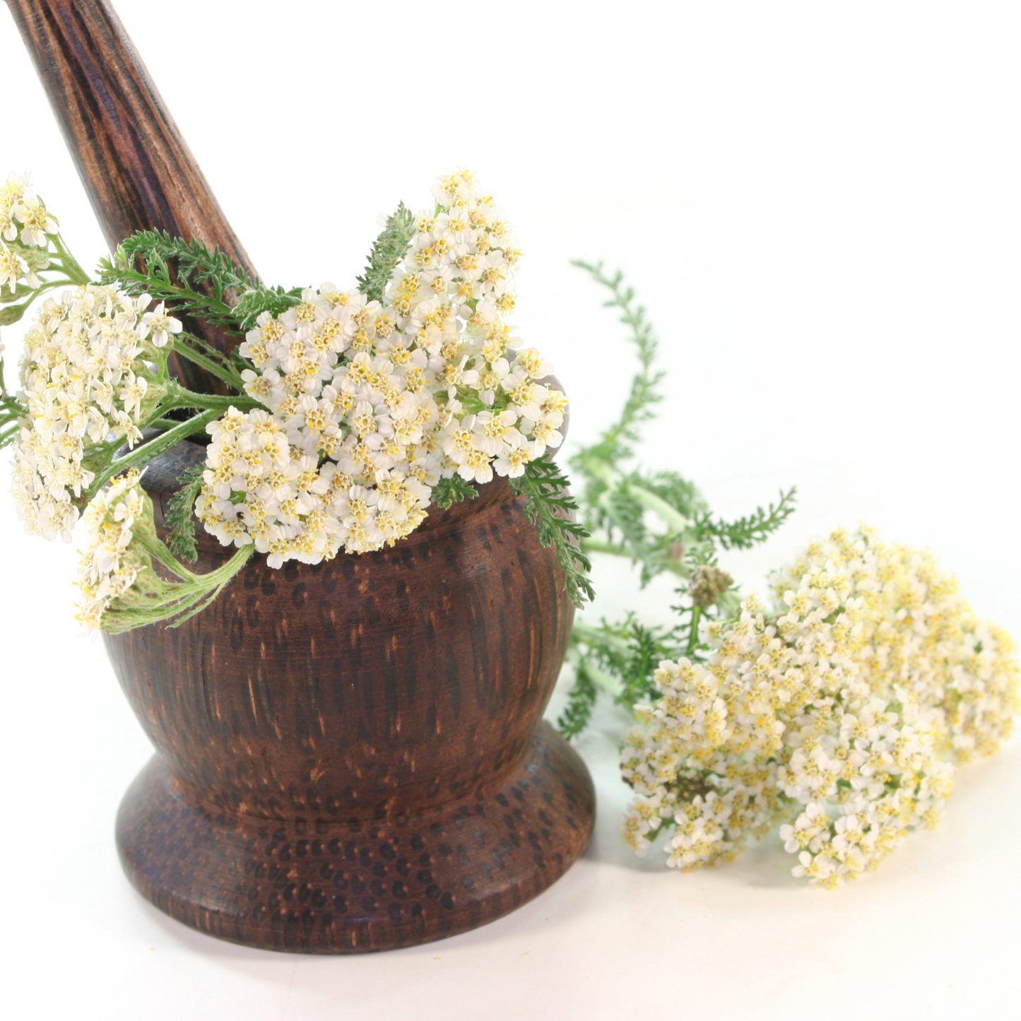 Witchy Pooh's Yarrow Flowers Herb For Topical Wound Healing, Heighten Senses for Ritual and Intuition