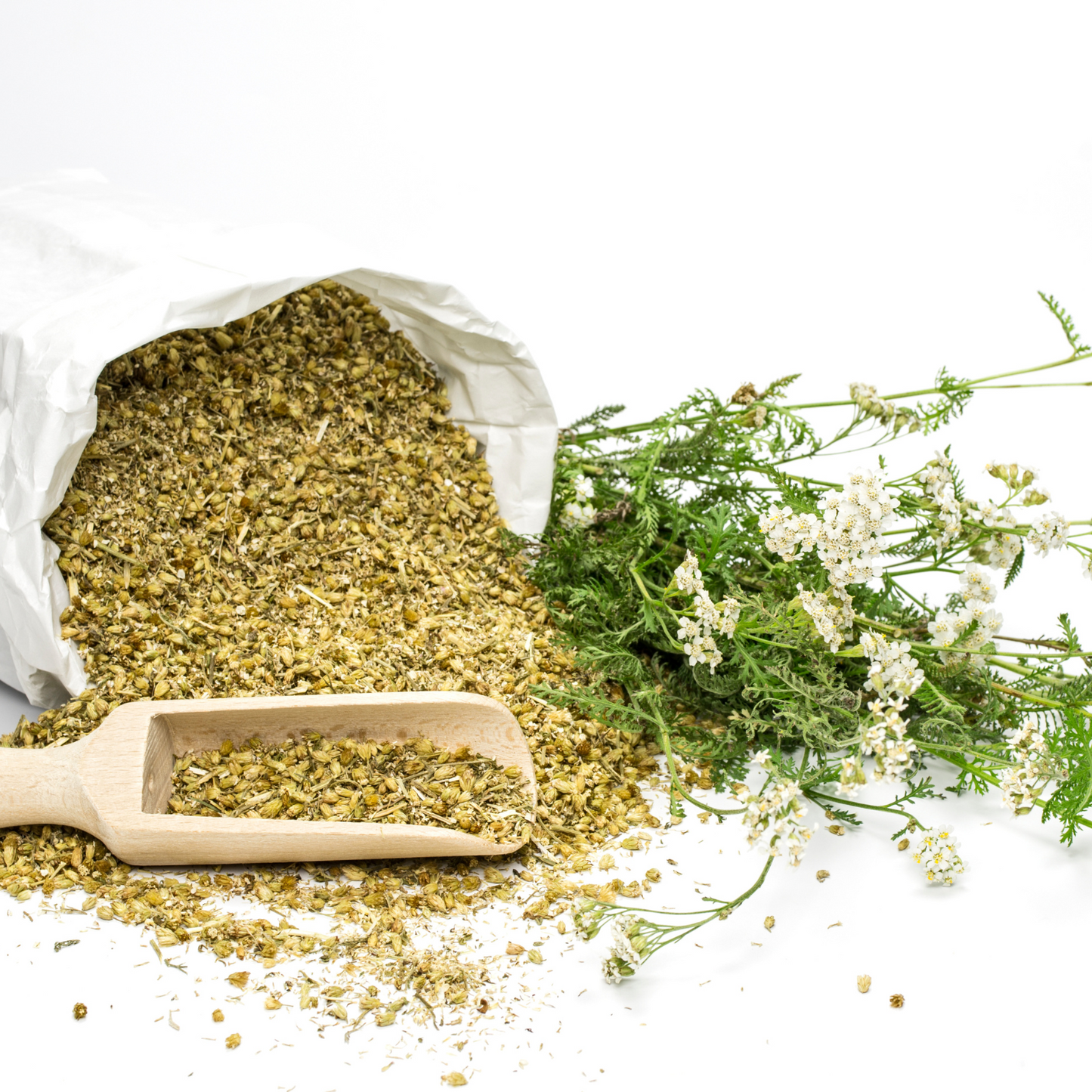 Witchy Pooh's Yarrow Flowers Herb For Topical Wound Healing, Heighten Senses for Ritual and Intuition