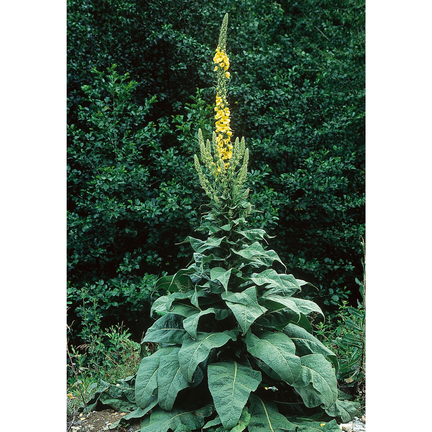 Witchy Pooh's Mullein Leaf Herb for Smudging, Ritual to Cleanse and Empower the Aura