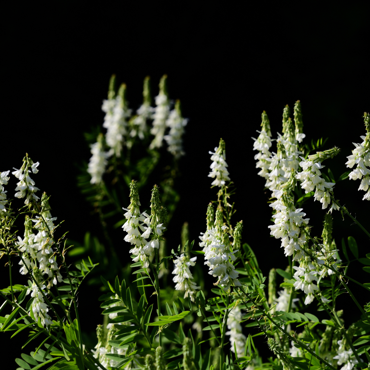 Witchy Pooh's Goat's Rue Herb For Prosperity Rituals and to Honor the Goddess Aphrodite's