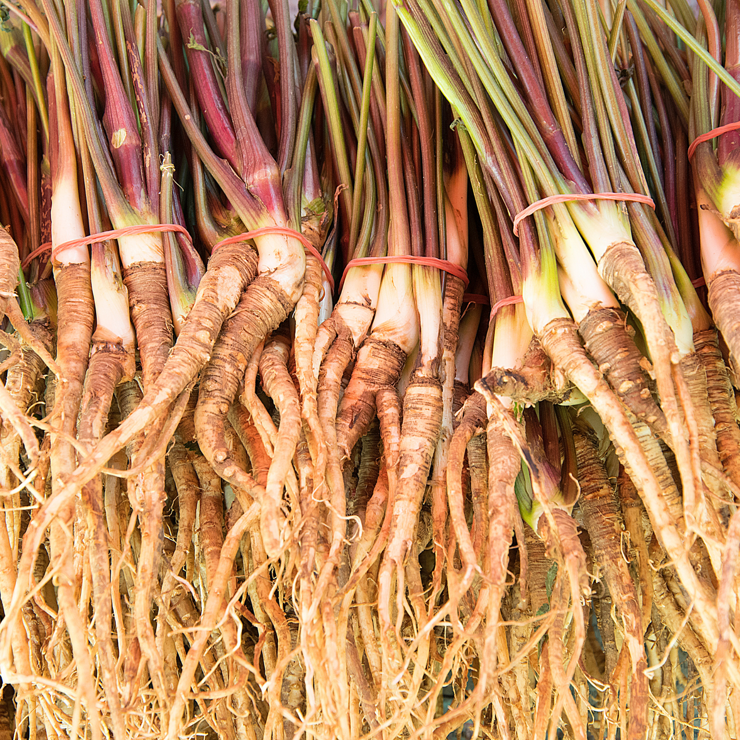 Witchy Pooh's Angelica Root to Invigorate Your Spirit and Shield Against Psychic Attacks