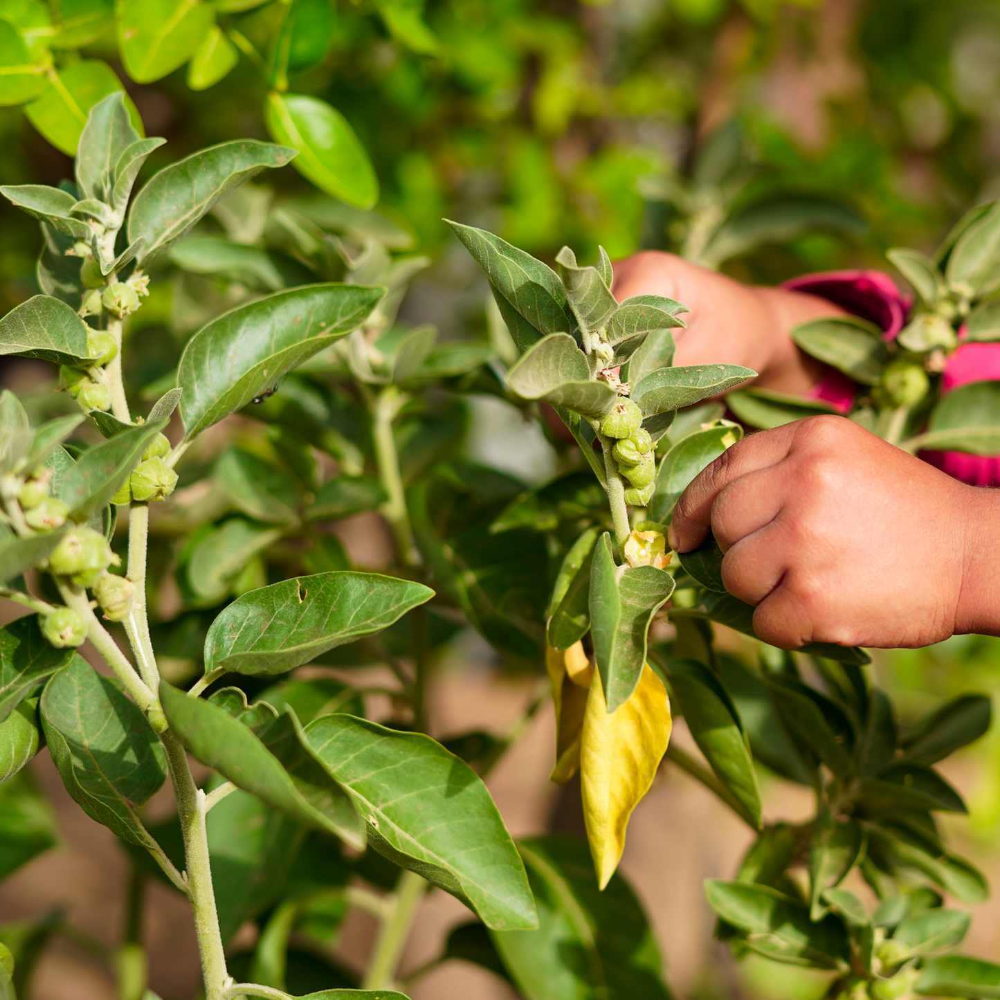 Witchy Pooh's Ashwagandha Root For Your Inner Powerhouse