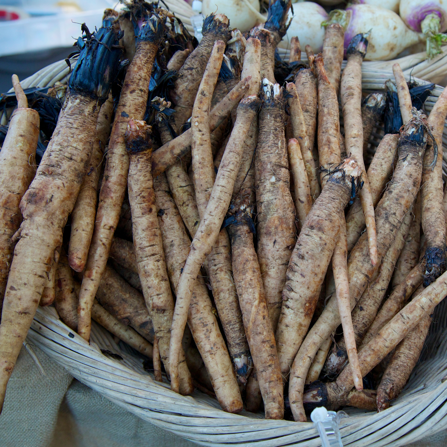 Witchy Pooh's Burdock Root Dried Pieces of Root For Detoxification and Hex Breaking Rituals