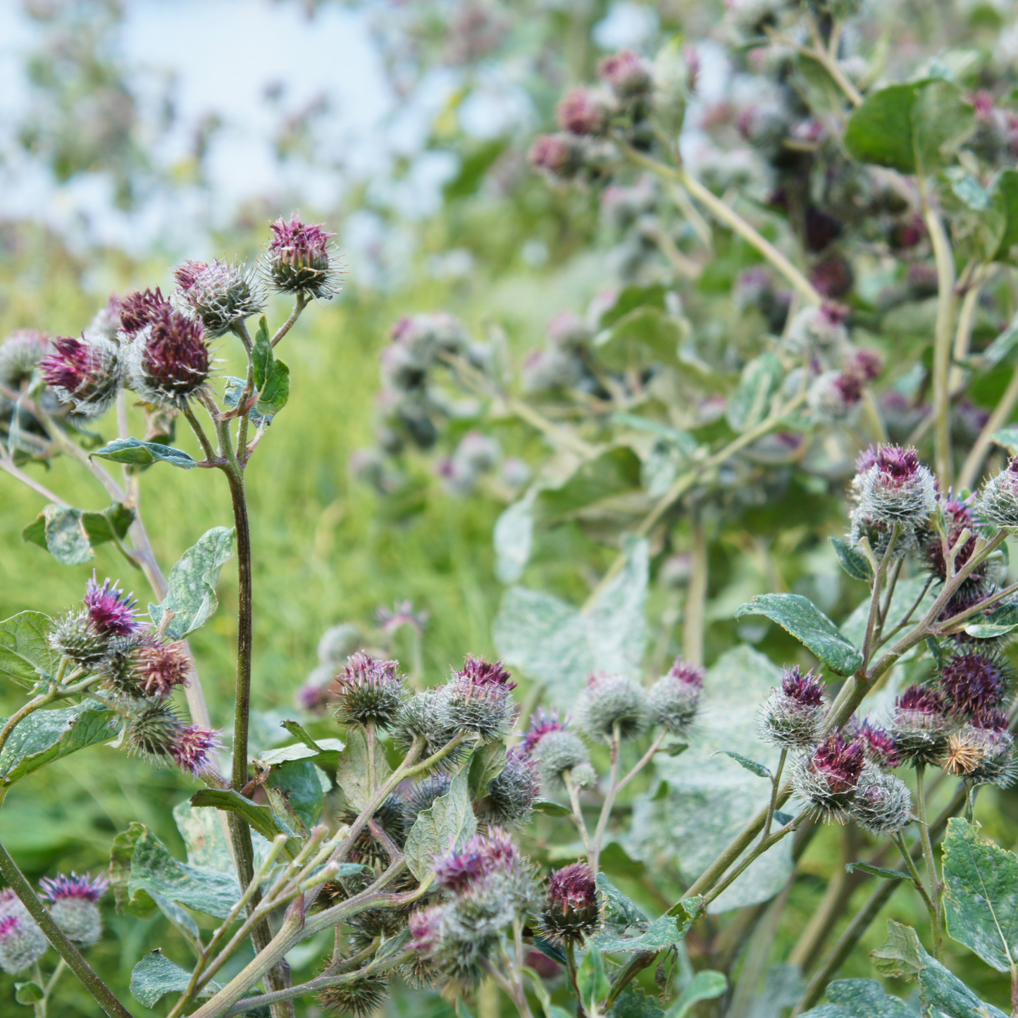 Witchy Pooh's Burdock Root Dried Pieces of Root For Detoxification and Hex Breaking Rituals